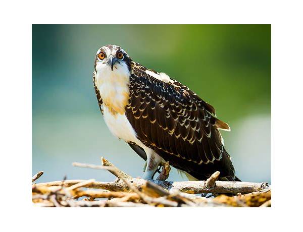 Bird of prey meaning in english