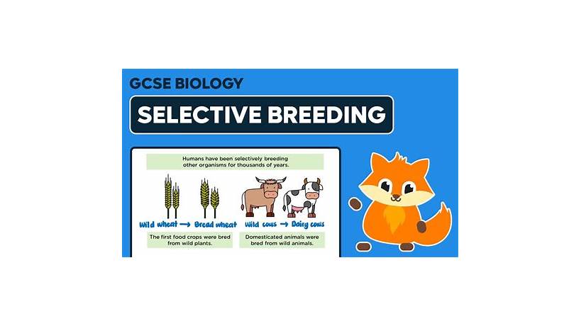 Breeding animals meaning in english