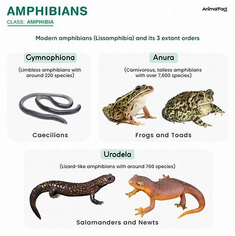 Courtship simple definition