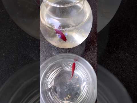 Breeding meaning in malayalam pdf